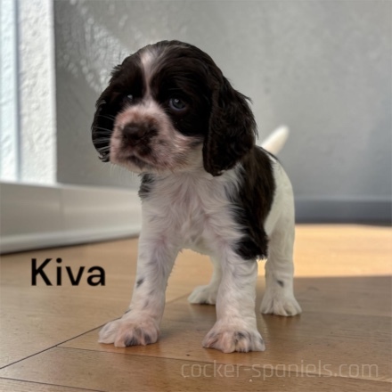 puppy, for, sale, Cocker Spaniel, Joe & Cherri  Overlease, dog, breeder, Miller, MO, dog-breeder, puppy-for-sale, forsale, nearby, find, puppyfind, locator, puppylocator, aca